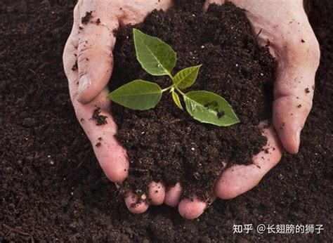 神土|【上古神物】一种可以自动生长的神奇土壤——息壤